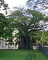Português: Baobá da Praça da República, em frente ao Palácio do Governo