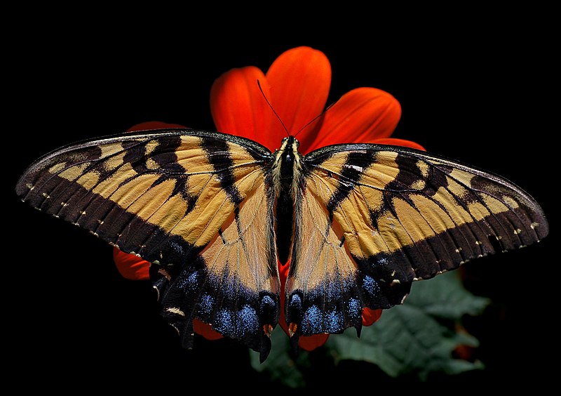 File:Eastern Tiger Swallowtail Papilio glaucus Female 2838px.jpg