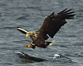 Image 11White-tailed eagle fishing off Mull, one of several islands to which the birds have been successfully re-introduced Credit: Jacob Spinks