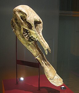 Crani de Platybelodon grangeri exposat al CosmoCaixa de Barcelona