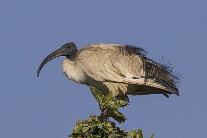 Sacred ibis Threskiornis aethiopicus