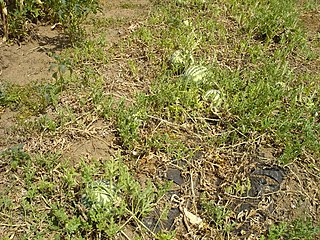 Лубеници растат на нива во с.Миравци, Гевгелиско