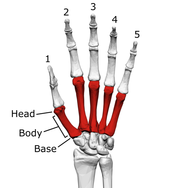 File:Metacarpal bones (left hand) 01 palmar view with label.png