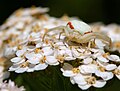 29. Nőstény viráglakó karolópók (Misumena vatia) cickafarkon (Achillea millefolium) (javítás)/(csere)