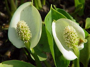 Draagrut (Calla palustris)