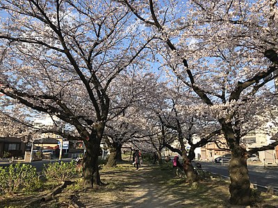 People under old trees with cherry blossoms, April 2019 in Fukuoka