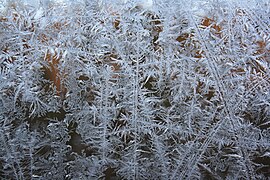 枝状の霜