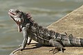 18. Zöld leguán (Iguana iguana) (javítás)/(csere)