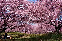 早咲きで有名なカワヅザクラ（深谷市の榛の森公園）