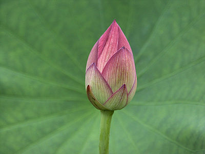 Mavi lotus (Nelumbo nucifera) (Üreten:Fg2)