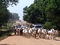 עדר בקר ברחובות ג'ובה