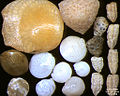 Foraminifera dell'Oceano Indiano, costa sud-est dell'isola di Bali, ampiezza campo immagine = 5,5 mm