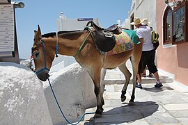 Mulet en Grèce