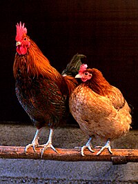 A rooster (left) and hen (right)
