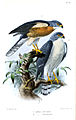 English: Chinese Sparrowhawk Accipiter soloensis (cat.)