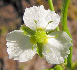 Alisma plantago-aquatica, flor