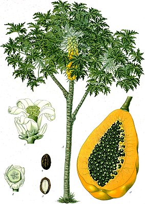 Papayabuum an frücht, tiaknang faan Köhler’s Medizinal-Pflanzen, 1887