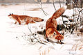 23. Friedrich Wilhelm Kuhnert (1865–1926): Rókák a hóban (festmény, 1893) (javítás)/(csere)