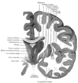 Sezione coronale del cervello, attraverso la massa intermedia del terzo ventricolo.