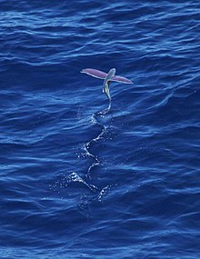 A flying fish soars above the water's surface.