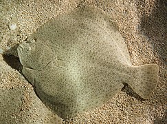 The turbot is a large, left-eyed flatfish found in sandy shallow coastal waters around Europe.