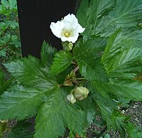 Raspberry-Flower