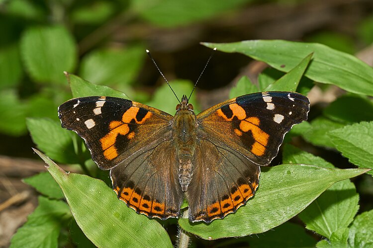 Бабочка-нимфалида адмирал индийский (Vanessa indica)