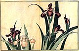 Iris d'Hokusai (1832)