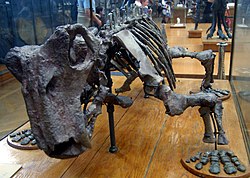 リストロサウルス骨格