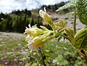 Meruzalka lepkavá (Ribes viscosissimum) v horách Montany