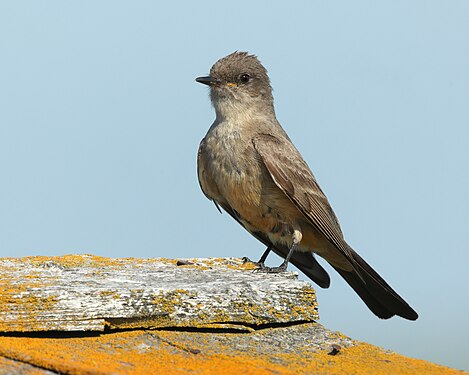 Say's phoebe by Cephas