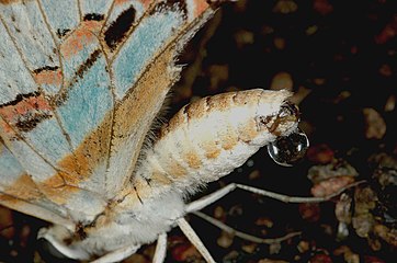 Spot swordtail excreting excess water after mud-puddling