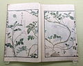 （日本の歴史資料）岩崎灌園『本草図説』江戸時代 19世紀