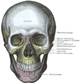 Vista frontale. Le ossa mascellari sono visibili al centro, in giallo.
