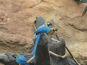 Parrots in my local zoo