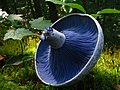 6. Kéklemezű tejelőgomba (Lactarius indigo Schwein.) — USA, Ohio állam, Athens, Strouds Run State Park (javítás)/(csere)