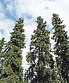 Trees, Fairbanks, Alaska