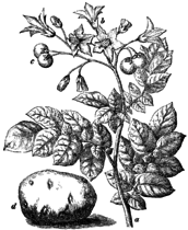 Podzemljica. (Solánum tuberósum.) Illustration #85 in: Martin Cilenšek: Naše škodljive rastline, Celovec (1892)