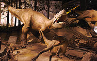 Az Albertosaurus rekonstrukciója