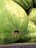 Thumbnail for File:Citrullus lanatus (fruit) 1 2018-06-02.jpg
