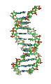 File:DNA_orbit_animated_small.gif, smaller Version, 659 kB