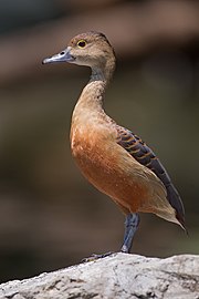 اردک سوت‌زن هندی