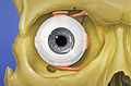 Eye orbit anatomy anterior