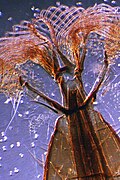 Fly's mouth and tongue (Microscopy)