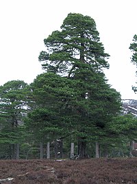 Бял бор (Pinus sylvestris), иглолистно дърво от клас Иглолистни