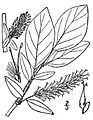 Salix barclayi