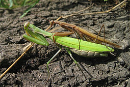 Parenje, ženka obične bogomoljke je zelene a mužjak smeđe boje (lijevo). Jaja prilijepljena na stabljiku biljke (desno)