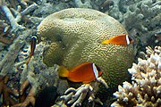 A. barberi (Barber's anemonefish)
