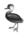 Totem des wikipédiens inscrits en 2010 représentant une grèbe roussâtre en noir et blanc