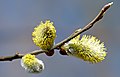 Hoa đuôi sóc (Salix caprea)